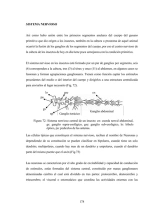 178
SISTEMA NERVIOSO
Así como hubo unión entre los primeros segmentos anulares del cuerpo del gusano
primitivo que dio origen a los insectos, también en la cabeza o prostoma de aquel animal
ocurrió la fusión de los ganglios de los segmentos del cuerpo, por eso el centro nervioso de
la cabeza de los insectos de hoy en día tiene poca semejanza con la condición primitiva.
El sistema nervioso en los insectos está formado por un par de ganglios por segmento, seis
(6) corresponden a la cabeza, tres (3) al tórax y once (11) al abdomen, en algunos casos se
fusionan y forman agrupaciones ganglionares. Tienen como función captar los estímulos
procedentes del medio o del interior del cuerpo y dirigirlos a una estructura centralizada
para enviarlos al lugar necesario (Fig. 72).
Las células típicas que constituyen el sistema nervioso, reciben el nombre de Neuronas y
dependiendo de su constitución se pueden clasificar en bipolares, cuando tiene un solo
dendrito; multipolares, cuando hay mas de un dendrito y unipolares, cuando el dendrito
parte del mismo puente que el axón (Fig.73)
Las neuronas se caracterizan por el alto grado de excitabilidad y capacidad de conducción
de estímulos, están formadas del sistema central, constituido por masas ganglionares
denominadas cerebro el cual está dividido en tres partes: protocerebro, deutocerebro y
tritocerebro; el visceral o estomodeico que coordina las actividades externas con las
pa
gs
lo gse cn
Ganglio abdominal
Ganglio toráciconp
Figura 72: Sistema nervioso central de un insecto: cn: cuerda nerval abdominal,
gs: ganglio supra-esofágico, gse: ganglio sub-esofagico, lo: lóbulo
óptico, pa: pedicelos de las antenas.
 