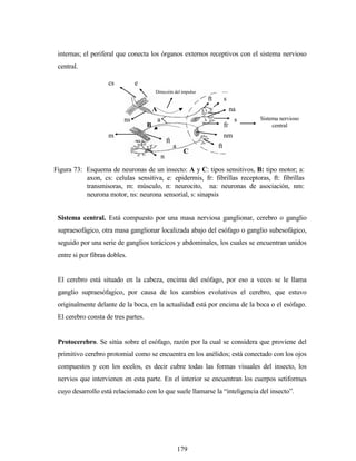 179
internas; el periferal que conecta los órganos externos receptivos con el sistema nervioso
central.
Sistema central. Está compuesto por una masa nerviosa ganglionar, cerebro o ganglio
supraesofágico, otra masa ganglionar localizada abajo del esófago o ganglio subesofágico,
seguido por una serie de ganglios torácicos y abdominales, los cuales se encuentran unidos
entre si por fibras dobles.
El cerebro está situado en la cabeza, encima del esófago, por eso a veces se le llama
ganglio supraesófagico, por causa de los cambios evolutivos el cerebro, que estuvo
originalmente delante de la boca, en la actualidad está por encima de la boca o el esófago.
El cerebro consta de tres partes.
Protocerebro. Se sitúa sobre el esófago, razón por la cual se considera que proviene del
primitivo cerebro protomial como se encuentra en los anélidos; está conectado con los ojos
compuestos y con los ocelos, es decir cubre todas las formas visuales del insecto, los
nervios que intervienen en esta parte. En el interior se encuentran los cuerpos setiformes
cuyo desarrollo está relacionado con lo que suele llamarse la “inteligencia del insecto”.
Figura 73: Esquema de neuronas de un insecto: A y C: tipos sensitivos, B: tipo motor; a:
axon, cs: celulas sensitiva, e: epidermis, fr: fibrillas receptoras, ft: fibrillas
transmisoras, m: músculo, n: neurocito, na: neuronas de asociación, nm:
neurona motor, ns: neurona sensorial, s: sinapsis
s
cs e
ns
m
ft
n
a
a ft
nm
fr
na
sft
A
B
C
Dirección del impulso
Sistema nervioso
central
 