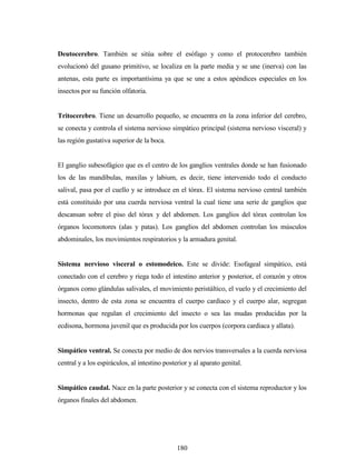 180
Deutocerebro. También se sitúa sobre el esófago y como el protocerebro también
evolucionó del gusano primitivo, se localiza en la parte media y se une (inerva) con las
antenas, esta parte es importantísima ya que se une a estos apéndices especiales en los
insectos por su función olfatoria.
Tritocerebro. Tiene un desarrollo pequeño, se encuentra en la zona inferior del cerebro,
se conecta y controla el sistema nervioso simpático principal (sistema nervioso visceral) y
las región gustativa superior de la boca.
El ganglio subesofágico que es el centro de los ganglios ventrales donde se han fusionado
los de las mandíbulas, maxilas y labium, es decir, tiene intervenido todo el conducto
salival, pasa por el cuello y se introduce en el tórax. El sistema nervioso central también
está constituido por una cuerda nerviosa ventral la cual tiene una serie de ganglios que
descansan sobre el piso del tórax y del abdomen. Los ganglios del tórax controlan los
órganos locomotores (alas y patas). Los ganglios del abdomen controlan los músculos
abdominales, los movimientos respiratorios y la armadura genital.
Sistema nervioso visceral o estomodeico. Este se divide: Esofageal simpático, está
conectado con el cerebro y riega todo el intestino anterior y posterior, el corazón y otros
órganos como glándulas salivales, el movimiento peristáltico, el vuelo y el crecimiento del
insecto, dentro de esta zona se encuentra el cuerpo cardiaco y el cuerpo alar, segregan
hormonas que regulan el crecimiento del insecto o sea las mudas producidas por la
ecdisona, hormona juvenil que es producida por los cuerpos (corpora cardiaca y allata).
Simpático ventral. Se conecta por medio de dos nervios transversales a la cuerda nerviosa
central y a los espiráculos, al intestino posterior y al aparato genital.
Simpático caudal. Nace en la parte posterior y se conecta con el sistema reproductor y los
órganos finales del abdomen.
 