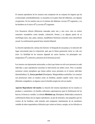 184
El sistema reproductor de los insectos esta compuesto de un conjunto de órganos que ha
evolucionado considerablemente; se encuentra en la parte final del abdomen, con algunas
excepciones. En los machos esta en el extremo del abdomen, noveno (90
) segmento, y en
las hembras en el octavo (80
) y noveno (90
) segmento.
Con frecuencia ofrecen diferencias marcadas entre uno y otro sexo, sino en ciertos
caracteres secundarios como tamaño, coloración, formas y en algunas partes de su
morfología (ojos, alas, patas, antenas, mandíbulas) fenómeno conocido como dimorfismo
sexual. La conformación general tiene simetría bilateral.
La función reproducción, incluye dos factores: la búsqueda de una pareja y la selección del
lugar conveniente para la oviposición, para que la futura generación inicie su vida con
éxito. La fertilidad de los insectos depende de varios factores, los principales son:
temperatura (T0
), nutrición y presencia de la hormona juvenil.
Los insectos son típicamente unisexuales, es decir que tienen un solo sexo presente en cada
individuo y para reproducirse necesitan la intervención de ambos sexos. Pero se pueden
reconocer ciertos ejemplares que tienen ambos sexos presentes en el mismo individuo
(hermafroditas). Ej. Icerya purchasi (Homóptera: Margarodidae) cochinillas. Los insectos
son promiscuos tanto en machos como en hembras, pueden copular varias veces con
diferentes compañeros, en algunos casos la hembra acepta tan solo un macho.
Aparato Reproductor del macho. La función del sistema reproductor de los machos es
producir o suministrar a la hembra suficientes espermatozoos para la fertilización de los
huevos, la forma es variable. La chinche Rhodnius sp. (Hemíptera: Reduvidae), muestra la
conformación básica de un órgano reproductor, un par de testículos, mas pequeños que los
ovarios de las hembras, cada testículo está compuesto internamente de un sinnúmero
variable de tubos espermáticos (folículos) que varían en forma y arreglo, en los folículos se
 