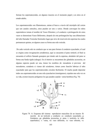 185
forman los espermatozoides, en algunos insectos en el momento pupal y en otros en el
estado adulto.
Los espermatozoides son filamentosos, entran al huevo a través del micrópilo del corion
que son canales estrechos, estos pueden ser uno o varios. Donde convergen los tubos
espermáticos toman el nombre de Vasos Eferentes y el conducto o prolongación de estos
vasos se denominan Vasos Deferentes, después de esta prolongación hay una dilataciones
del tubo llamadas Vesículas Seminales lugar que sirve de reservorio de espermas las cuales
permanecen quietas, en algunos casos se forma una sola vesícula.
De cada vesícula sale un conducto que se une para formar el conducto eyaculador, el cual
se origina como invaginación ectodérmica, aquí se encuentra el pene retráctil, al final se
encuentra el orificio llamado gonoporo por donde sale la esperma, alrededor del pene se
forma una funda rígida (edeago). En el interior se encuentran dos glándulas accesorias, en
algunas especies puede ser una, tienen los nombres de: mesadenia si proviene del
mesodermo, ectadenia si vienen del ectodermo, tienen como función lubricar el tubo
eyaculador para que los espermatozoides circulen fácilmente. El macho puede depositar
todos sus espermatozoides en una sola eyaculacion (monógamos), copulan una sola vez en
su vida, existen insectos polígamos los que pueden copular varias hembras (Fig. 74)
B
t
vd
vs
ga
ce
te
ve
g
v
v
te
vd
p
Figura 74: A: Esquema del sistema reproductor masculino de un insecto: B:
sección de un testículo y conducto: ce: conducto eyaculador, g:
Gonóporo, ga: glándulas accesorias, p: pene, t: testículo, te: tubo
espermático, v: vaina, vd: vaso deferente, ve: vaso eferente, vs:
vesícula seminal.
A
 