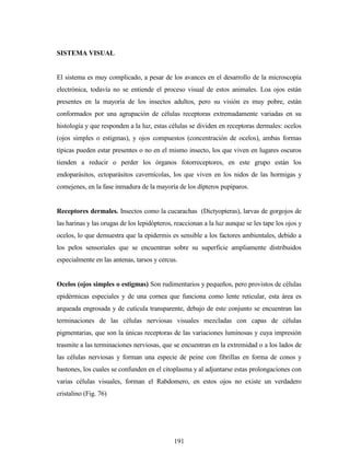 191
SISTEMA VISUAL
El sistema es muy complicado, a pesar de los avances en el desarrollo de la microscopía
electrónica, todavía no se entiende el proceso visual de estos animales. Loa ojos están
presentes en la mayoría de los insectos adultos, pero su visión es muy pobre, están
conformados por una agrupación de células receptoras extremadamente variadas en su
histología y que responden a la luz, estas células se dividen en receptoras dermales: ocelos
(ojos simples o estigmas), y ojos compuestos (concentración de ocelos), ambas formas
típicas pueden estar presentes o no en el mismo insecto, los que viven en lugares oscuros
tienden a reducir o perder los órganos fotorreceptores, en este grupo están los
endoparásitos, ectoparásitos cavernícolas, los que viven en los nidos de las hormigas y
comejenes, en la fase inmadura de la mayoría de los dípteros pupiparos.
Receptores dermales. Insectos como la cucarachas (Dictyopteras), larvas de gorgojos de
las harinas y las orugas de los lepidópteros, reaccionan a la luz aunque se les tape los ojos y
ocelos, lo que demuestra que la epidermis es sensible a los factores ambientales, debido a
los pelos sensoriales que se encuentran sobre su superficie ampliamente distribuidos
especialmente en las antenas, tarsos y cercus.
Ocelos (ojos simples o estigmas) Son rudimentarios y pequeños, pero provistos de células
epidérmicas especiales y de una cornea que funciona como lente reticular, esta área es
arqueada engrosada y de cutícula transparente, debajo de este conjunto se encuentran las
terminaciones de las células nerviosas visuales mezcladas con capas de células
pigmentarias, que son la únicas receptoras de las variaciones luminosas y cuya impresión
trasmite a las terminaciones nerviosas, que se encuentran en la extremidad o a los lados de
las células nerviosas y forman una especie de peine con fibrillas en forma de conos y
bastones, los cuales se confunden en el citoplasma y al adjuntarse estas prolongaciones con
varias células visuales, forman el Rabdomero, en estos ojos no existe un verdadero
cristalino (Fig. 76)
 