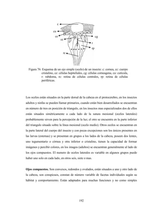 192
Los ocelos están situados en la parte dorsal de la cabeza en el protocerebro, en los insectos
adultos y ninfas se pueden llamar primarios, cuando están bien desarrollados se encuentran
en número de tres en posición de triangulo, en los insectos mas especializados dos de ellos
están situados simétricamente a cada lado de la sutura mesional (ocelos laterales)
probablemente sirven para la percepción de la luz; el otro se encuentra en la parte inferior
del triangulo situado sobre la línea mesional (ocelo medio). Otros ocelos se encuentran en
la parte lateral del cuerpo del insecto y con pocas excepciones son los únicos presentes en
las larvas (estemas) y se presentan en grupos a los lados de la cabeza, poseen dos lentes,
uno tegumentario o córnea y otra inferior o cristalino, tienen la capacidad de formar
imágenes y percibir colores, en los imagos (adultos) se encuentran generalmente al lado de
los ojos compuestos. El numero de ocelos laterales es variable en algunos grupos puede
haber uno solo en cada lado, en otros seis, siete o mas.
Ojos compuestos. Son convexos, redondos y ovalados, están situados a uno y otro lado de
la cabeza, son conspicuos, constan de número variable de facetas individuales según su
hábitat y comportamiento. Están adaptados para muchas funciones y no como simples
Figura 76: Esquema de un ojo simple (ocelo) de un insecto: c: cornea, cc: cuerpo
cristalino, ce: células hepiteliales, cg: células corneagena, cu: cutícula,
r: rabdoma, rc: retina de células centrales, rp: retina de células
periféricas.
c
cu
ce
cc
cg
r
rp
rc
 