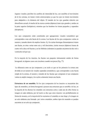 193
órganos visuales; perciben los cambios de intensidad de luz, son sensibles al movimiento
de la luz cercana, no tienen visión estereoscópica ya que los ojos no tienen movimiento
para adaptarlos a la distancia del objeto. El tamaño de los ojos guardan relación con
dimorfismo sexual; el macho de las mosca común (dípteros) tiene ojos grandes y unidos en
la parte superior (holópticos), mientras que las hembras los tienen pequeños y separados
(dicópticos).
Los ojos compuestos están constituidos por agregaciones visuales (omatidios) que
corresponden a una sola faceta de la cornea. Las facetas de los ojos compuestos varían en
numero y tamaño dentro de amplios limites. Ej. En ciertas hormigas (himenópteros) tienen
una faceta, en otras varían entre seis y mil doscientas, ciertas moscas (dípteros) tienen de
cuatro mil a doce mil facetas y en las libélulas (odonatos) se pueden encontrar de diez mil a
veintiocho mil por ojo.
En la mayoría de los insectos, las facetas son paquetes íntimamente unidos de forma
hexagonal, en algunos casos son circulares cuando son pocas (Fig. 77)
La diferencia entre un ojo compuesto y un ocelo es que en los primeros la cornea esta
dividida en un numero de visuales separadas (omatidios) y que corresponden a una faceta
simple de la cornea, el numero y tamaño de las facetas que componen el ojo compuesto
varían en amplio margen y los ocelos solamente tienen una faceta.
Estructura de un omatidio. En los ojos compuestos de los insectos se encuentran dos
tipos de omatidios, en forma hexagonal y poseen una estructura que es sensible a la luz, en
la mayoría de los diurnos los omatidio son estructura corta y cada uno de ellos forma su
imagen en cada rabdoma, por tal razón se dice que estos insectos ven probablemente en
forma de mosaico, en la mayoría de los nocturnos el omatidio es mas largo y la imagen en
un solo rabdoma esta formada por varios omatidios, ambos tipos de omatidio se pueden
encontrar en un solo ojo compuesto.
 