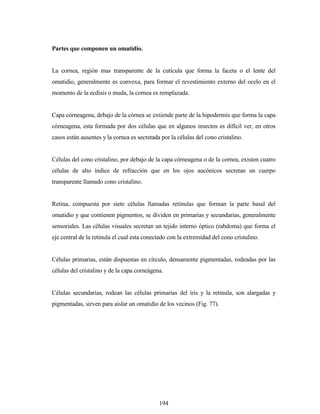 194
Partes que componen un omatidio.
La cornea, región mas transparente de la cutícula que forma la faceta o el lente del
omatidio, generalmente es convexa, para formar el revestimiento externo del ocelo en el
momento de la ecdisis o muda, la cornea es remplazada.
Capa córneagena, debajo de la córnea se extiende parte de la hipodermis que forma la capa
córneagena, esta formada por dos células que en algunos insectos es difícil ver, en otros
casos están ausentes y la cornea es secretada por la células del cono cristalino.
Células del cono cristalino, por debajo de la capa córneagena o de la cornea, existen cuatro
células de alto índice de refracción que en los ojos aucónicos secretan un cuerpo
transparente llamado cono cristalino.
Retina, compuesta por siete células llamadas retinulas que forman la parte basal del
omatidio y que contienen pigmentos, se dividen en primarias y secundarias, generalmente
sensoriales. Las células visuales secretan un tejido interno óptico (rabdoma) que forma el
eje central de la retinula el cual esta conectado con la extremidad del cono cristalino.
Células primarias, están dispuestas en círculo, densamente pigmentadas, rodeadas por las
células del cristalino y de la capa corneágena.
Células secundarias, rodean las células primarias del iris y la retinula, son alargadas y
pigmentadas, sirven para aislar un omatidio de los vecinos (Fig. 77).
 