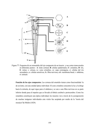 195
Función de los ojos compuestos. Las corneas del omatidio tienen como funcionalidad la
de un lente, con una unidad óptica individual. El cono cristalino concentra la luz y la dirige
hacia la retinula, de aquí sigue para el rabdoma y se une a una fibra nerviosa en su parte
inferior donde pasa el impulso que es llevado al lóbulo cerebral o protocerebro. Como los
omatidios constituyen una óptica individual, los insectos ven a través de la yuxtaposición
de muchas imágenes individuales esta visión fue aceptada por medio de la “teoría del
mosaico”de Muller (1829)
c
ce
B
A
C
D
E
ci
r
cs
mb
fn
rt
r
cc
Figura 77: Esquema de un ommatidio del ojo compuesto de un insecto y sus cortes transversales
en diferentes puntos : A: lente corneal, B: células epidermales, C: cristalino, D: iris,
E: retina: c: córnea, cc: cono cristalino, ce: capa corneágena, ci: células del iris
secundario, cs: células sensitivas, fn: fibra nerviosa, mb: membrana basal, r: rabdoma,
rt: retinula
 