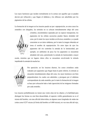 196
Los rayos luminosos que inciden normalmente en la cornea son aquellos que se pueden
desviar por refracción y que llegan al rabdoma y los oblicuos son adsorbidos por los
pigmentos de las células.
La formación de la imagen en los insectos puede ser por: superposición, en estos casos los
omatidios son alargados, las retinulas no se colocan inmediatamente abajo del cono
cristalino, encontrándose separadas por un espacio transparente, los
pigmentos de las células accesorias pueden fijarse alrededor del
cono, por lo tanto los rayos inciden en diversos omatidios y se puede
concentrar en un único rabdoma, por lo tanto la imagen obtenida así
toma el nombre de superposición. En estos tipos de ojos los
pigmentos del iris controlan la entrada de la luminosidad, por
ejemplo, en ambientes de poca luz los pigmentos se encuentran
alrededor del cono, permitiendo la entrada de luminosidad a mayor
escala, mientras que en lugares claros ellos se encuentran envolviendo la retinula
impidiendo la entrada de mucha luz.
Por aposición: en los insectos diurnos, los conos cristalinos están
rodeados por pigmentos que llegan hasta la parte inferior, la retinula se
encuentra inmediatamente abajo del cono, los rayos lumínicos son bien
perpendiculares los cuales son admitidos y prosiguen por el rabdoma
correspondiente de cada omatidio, por lo tanto la formación de la imagen
se hace por colocación lado a lado (aposición) de las imágenes formadas
por cada omatidio.
Los insectos probablemente no tienen una visión clara de los objetos y la habilidad para
distinguir las formas no esta bien desarrollada, el espectro visible generalmente no es el
mismo del hombre, ven mas allá del ultravioleta, en algunos casos longitudes de ondas tan
cortas como 0.257 micras (el limite del hombre es 0.400 micras), no ven mas allá del rojo,
 
