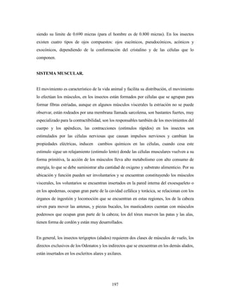 197
siendo su limite de 0.690 micras (para el hombre es de 0.800 micras). En los insectos
existen cuatro tipos de ojos compuestos: ojos eucónicos, pseudocónicos, acónicos y
exocónicos, dependiendo de la conformación del cristalino y de las células que lo
componen.
SISTEMA MUSCULAR.
El movimiento es característico de la vida animal y facilita su distribución, el movimiento
lo efectúan los músculos, en los insectos están formados por células que se agrupan para
formar fibras estriadas, aunque en algunos músculos viscerales la estriación no se puede
observar, están rodeados por una membrana llamada sarcolema, son bastantes fuertes, muy
especializado para la contractibilidad, son los responsables también de los movimientos del
cuerpo y los apéndices, las contracciones (estímulos rápidos) en los insectos son
estimulados por las células nerviosas que causan impulsos nerviosos y cambian las
propiedades eléctricas, inducen cambios químicos en las células, cuando cesa este
estimulo sigue un relajamiento (estimulo lento) donde las células musculares vuelven a su
forma primitiva, la acción de los músculos lleva alto metabolismo con alto consumo de
energía, lo que se debe suministrar alta cantidad de oxigeno y substrato alimenticio. Por su
ubicación y función pueden ser involuntarios y se encuentran constituyendo los músculos
viscerales, los voluntarios se encuentran insertados en la pared interna del exoesqueleto o
en los apodemas, ocupan gran parte de la cavidad cefálica y torácica, se relacionan con los
órganos de ingestión y locomoción que se encuentran en estas regiones, los de la cabeza
sirven para mover las antenas, y piezas bucales, los masticadores cuentan con músculos
poderosos que ocupan gran parte de la cabeza; los del tórax mueven las patas y las alas,
tienen forma de cordón y están muy desarrollados.
En general, los insectos terigoptos (alados) requieren dos clases de músculos de vuelo, los
directos exclusivos de los Odonatos y los indirectos que se encuentran en los demás alados,
están insertados en los escleritos alares y axilares.
 