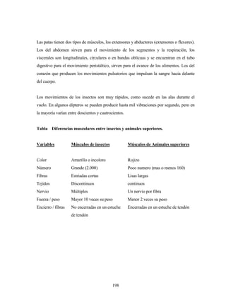 198
Las patas tienen dos tipos de músculos, los extensores y abductores (extensores o flexores).
Los del abdomen sirven para el movimiento de los segmentos y la respiración, los
viscerales son longitudinales, circulares o en bandas oblicuas y se encuentran en el tubo
digestivo para el movimiento peristáltico, sirven para el avance de los alimentos. Los del
corazón que producen los movimientos pulsatorios que impulsan la sangre hacia delante
del cuerpo.
Los movimientos de los insectos son muy rápidos, como sucede en las alas durante el
vuelo. En algunos dípteros se pueden producir hasta mil vibraciones por segundo, pero en
la mayoría varían entre doscientos y cuatrocientos.
Tabla Diferencias musculares entre insectos y animales superiores.
Variables Músculos de insectos Músculos de Animales superiores
Color Amarillo o incoloro Rojizo
Número Grande (2.000) Poco numero (mas o menos 160)
Fibras Estriadas cortas Lisas largas
Tejidos Discontinuos continuos
Nervio Múltiples Un nervio por fibra
Fuerza / peso Mayor 10 veces su peso Menor 2 veces su peso
Encierro / fibras No encerradas en un estuche
de tendón
Encerradas en un estuche de tendón
 