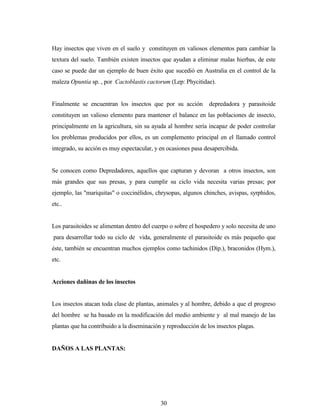30
Hay insectos que viven en el suelo y constituyen en valiosos elementos para cambiar la
textura del suelo. También existen insectos que ayudan a eliminar malas hierbas, de este
caso se puede dar un ejemplo de buen éxito que sucedió en Australia en el control de la
maleza Opuntia sp. , por Cactoblastis cactorum (Lep: Phycitidae).
Finalmente se encuentran los insectos que por su acción depredadora y parasitoide
constituyen un valioso elemento para mantener el balance en las poblaciones de insecto,
principalmente en la agricultura, sin su ayuda al hombre sería incapaz de poder controlar
los problemas producidos por ellos, es un complemento principal en el llamado control
integrado, su acción es muy espectacular, y en ocasiones pasa desapercibida.
Se conocen como Depredadores, aquellos que capturan y devoran a otros insectos, son
más grandes que sus presas, y para cumplir su ciclo vida necesita varias presas; por
ejemplo, las "mariquitas" o coccinélidos, chrysopas, algunos chinches, avispas, syrphidos,
etc..
Los parasitoides se alimentan dentro del cuerpo o sobre el hospedero y solo necesita de uno
para desarrollar todo su ciclo de vida, generalmente el parasitoide es más pequeño que
éste, también se encuentran muchos ejemplos como tachinidos (Díp.), braconidos (Hym.),
etc.
Acciones dañinas de los insectos
Los insectos atacan toda clase de plantas, animales y al hombre, debido a que el progreso
del hombre se ha basado en la modificación del medio ambiente y al mal manejo de las
plantas que ha contribuido a la diseminación y reproducción de los insectos plagas.
DAÑOS A LAS PLANTAS:
 