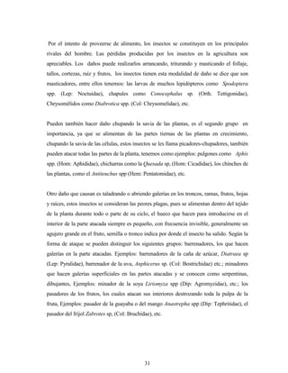 31
Por el intento de proveerse de alimento, los insectos se constituyen en los principales
rivales del hombre. Las pérdidas producidas por los insectos en la agricultura son
apreciables. Los daños puede realizarlos arrancando, triturando y masticando el follaje,
tallos, cortezas, raíz y frutos, los insectos tienen esta modalidad de daño se dice que son
masticadores, entre ellos tenemos: las larvas de muchos lepidópteros como Spodoptera
spp. (Lep: Noctuidae), chapules como Conocephalus sp. (Orth. Tettigonidae),
Chrysomélidos como Diabrotica spp. (Col: Chrysomelidae), etc.
Pueden también hacer daño chupando la savia de las plantas, es el segundo grupo en
importancia, ya que se alimentan de las partes tiernas de las plantas en crecimiento,
chupando la savia de las células, estos insectos se les llama picadores-chupadores, también
pueden atacar todas las partes de la planta, tenemos como ejemplos: pulgones como Aphis
spp. (Hom: Aphididae), chicharras como la Quesada sp, (Hom: Cicadidae), los chinches de
las plantas, como el Antiteuchus spp (Hem: Pentatomidae), etc.
Otro daño que causan es taladrando o abriendo galerías en los troncos, ramas, frutos, hojas
y raíces, estos insectos se consideran las peores plagas, pues se alimentan dentro del tejido
de la planta durante todo o parte de su ciclo, el hueco que hacen para introducirse en el
interior de la parte atacada siempre es pequeño, con frecuencia invisible, generalmente un
agujero grande en el fruto, semilla o tronco indica por donde el insecto ha salido. Según la
forma de ataque se pueden distinguir los siguientes grupos: barrenadores, los que hacen
galerías en la parte atacadas. Ejemplos: barrenadores de la caña de azúcar, Diatraea sp
(Lep: Pyralidae), barrenador de la uva, Anphicerus sp. (Col: Bostrichidae) etc.; minadores
que hacen galerías superficiales en las partes atacadas y se conocen como serpentinas,
dibujantes, Ejemplos: minador de la soya Liriomyza spp (Dip: Agromyzidae), etc.; los
pasadores de los frutos, los cuales atacan sus interiores destrozando toda la pulpa de la
fruta, Ejemplos: pasador de la guayaba o del mango Anastrepha spp (Dip: Tephritidae), el
pasador del fríjol Zabrotes sp, (Col: Bruchidae), etc.
 