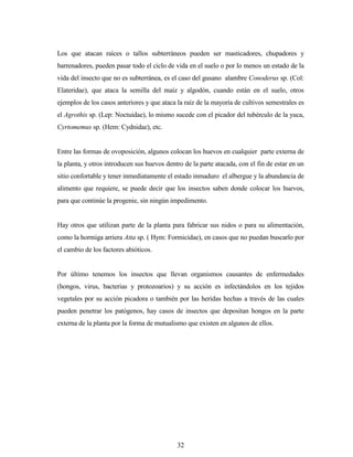 32
Los que atacan raíces o tallos subterráneos pueden ser masticadores, chupadores y
barrenadores, pueden pasar todo el ciclo de vida en el suelo o por lo menos un estado de la
vida del insecto que no es subterránea, es el caso del gusano alambre Conoderus sp. (Col:
Elateridae), que ataca la semilla del maíz y algodón, cuando están en el suelo, otros
ejemplos de los casos anteriores y que ataca la raíz de la mayoría de cultivos semestrales es
el Agrothis sp. (Lep: Noctuidae), lo mismo sucede con el picador del tubérculo de la yuca,
Cyrtomemus sp. (Hem: Cydnidae), etc.
Entre las formas de ovoposición, algunos colocan los huevos en cualquier parte externa de
la planta, y otros introducen sus huevos dentro de la parte atacada, con el fin de estar en un
sitio confortable y tener inmediatamente el estado inmaduro el albergue y la abundancia de
alimento que requiere, se puede decir que los insectos saben donde colocar los huevos,
para que continúe la progenie, sin ningún impedimento.
Hay otros que utilizan parte de la planta para fabricar sus nidos o para su alimentación,
como la hormiga arriera Atta sp. ( Hym: Formicidae), en casos que no puedan buscarlo por
el cambio de los factores abióticos.
Por último tenemos los insectos que llevan organismos causantes de enfermedades
(hongos, virus, bacterias y protozoarios) y su acción es infectándolos en los tejidos
vegetales por su acción picadora o también por las heridas hechas a través de las cuales
pueden penetrar los patógenos, hay casos de insectos que depositan hongos en la parte
externa de la planta por la forma de mutualismo que existen en algunos de ellos.
 