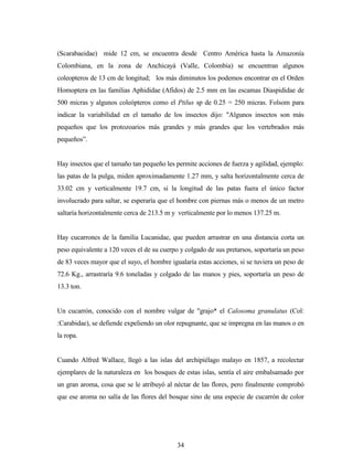 34
(Scarabaeidae) mide 12 cm, se encuentra desde Centro América hasta la Amazonía
Colombiana, en la zona de Anchicayá (Valle, Colombia) se encuentran algunos
coleopteros de 13 cm de longitud; los más diminutos los podemos encontrar en el Orden
Homoptera en las familias Aphididae (Afidos) de 2.5 mm en las escamas Diaspididae de
500 micras y algunos coleópteros como el Ptilus sp de 0.25 = 250 micras. Folsom para
indicar la variabilidad en el tamaño de los insectos dijo: "Algunos insectos son más
pequeños que los protozoarios más grandes y más grandes que los vertebrados más
pequeños”.
Hay insectos que el tamaño tan pequeño les permite acciones de fuerza y agilidad, ejemplo:
las patas de la pulga, miden aproximadamente 1.27 mm, y salta horizontalmente cerca de
33.02 cm y verticalmente 19.7 cm, si la longitud de las patas fuera el único factor
involucrado para saltar, se esperaría que el hombre con piernas más o menos de un metro
saltaría horizontalmente cerca de 213.5 m y verticalmente por lo menos 137.25 m.
Hay cucarrones de la familia Lucanidae, que pueden arrastrar en una distancia corta un
peso equivalente a 120 veces el de su cuerpo y colgado de sus pretarsos, soportaría un peso
de 83 veces mayor que el suyo, el hombre igualaría estas acciones, si se tuviera un peso de
72.6 Kg., arrastraría 9.6 toneladas y colgado de las manos y pies, soportaría un peso de
13.3 ton.
Un cucarrón, conocido con el nombre vulgar de "grajo* el Calosoma granulatus (Col:
:Carabidae), se defiende expeliendo un olor repugnante, que se impregna en las manos o en
la ropa.
Cuando Alfred Wallace, llegó a las islas del archipiélago malayo en 1857, a recolectar
ejemplares de la naturaleza en los bosques de estas islas, sentía el aire embalsamado por
un gran aroma, cosa que se le atribuyó al néctar de las flores, pero finalmente comprobó
que ese aroma no salía de las flores del bosque sino de una especie de cucarrón de color
 