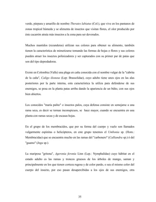 35
verde, púrpura y amarillo de nombre Therates labiatus (Col.), que vive en los pantanos de
zonas tropical húmeda y se alimenta de insectos que visitan flores, el olor producido por
éste cucarrón atraía más insectos a la zona para ser devorados.
Muchos mantidos (rezanderas) utilizan sus colores para obtener su alimento, también
tienen la característica de mimetizarse tomando las formas de hojas o flores y sus colores
pueden atraer los insectos polinizadores y ser capturados con su primer par de patas que
son del tipo depredadoras.
Existe en Colombia (Valle) una plaga en caña conocida con el nombre vulgar de la "cabrita
de la caña", Caligo ilioneus (Lep: Brassolidae), cuyo adulto tiene unos ojos en las alas
posteriores por la parte interna, esta característica la utiliza para defenderse de sus
enemigos, se posa en la planta patas arriba dando la apariencia de un búho, con sus ojos
bien abiertos.
Los conocidos "maría palito" o insectos palos, cuya defensa consiste en semejarse a una
rama seca, es decir se tornan inconspicuos, se hace mayor, cuando se encuentra en una
planta con ramas secas y de escasas hojas.
En el grupo de los membracidos, que por su forma del cuerpo y vuelo son llamados
vulgarmente espinitas o helicópteros, en este grupo tenemos el Umbonia sp. (Hom.:
Membracidae) que se encuentra mucho en las ramas del "carbonero" (Calliandra sp.) ó del
"guamo" (Inga sp.).
La mariposa "gritona", Ageronia feronia Linn (Lep.: Nymphalidae) cuyo hábitat en el
estado adulto es las ramas y troncos gruesos de los árboles de mango, saman y
principalmente en los que tienen corteza rugosa y de color pardo, o sea el mismo color del
cuerpo del insecto, por eso pasan desapercibidas a los ojos de sus enemigos, otra
 