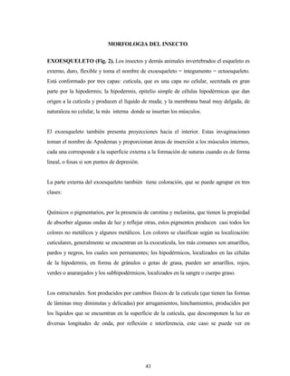 41
MORFOLOGIA DEL INSECTO.
EXOESQUELETO (Fig. 2). Los insectos y demás animales invertebrados el esqueleto es
externo, duro, flexible y toma el nombre de exoesqueleto = integumento = ectoesqueleto.
Está conformado por tres capas: cutícula, que es una capa no celular, secretada en gran
parte por la hipodermis; la hipodermis, epitelio simple de células hipodérmicas que dan
origen a la cutícula y producen el líquido de muda; y la membrana basal muy delgada, de
naturaleza no celular, la más interna donde se insertan los músculos.
El exoesqueleto también presenta proyecciones hacia el interior. Estas invaginaciones
toman el nombre de Apodemas y proporcionan áreas de inserción a los músculos internos,
cada una corresponde a la superficie externa a la formación de suturas cuando es de forma
lineal, o fosas si son puntos de depresión.
La parte externa del exoesqueleto también tiene coloración, que se puede agrupar en tres
clases:
Químicos o pigmentarios, por la presencia de carotina y melanina, que tienen la propiedad
de absorber algunas ondas de luz y reflejar otras, estos pigmentos producen casi todos los
colores no metálicos y algunos metálicos. Los colores se clasifican según su localización:
cuticulares, generalmente se encuentran en la exocutícula, los más comunes son amarillos,
pardos y negros, los cuales son permanentes; los hipodérmicos, localizados en las células
de la hipodermis, en forma de gránulos o gotas de grasa, pueden ser amarillos, rojos,
verdes o anaranjados y los subhipodérmicos, localizados en la sangre o cuerpo graso.
Los estructurales. Son producidos por cambios físicos de la cutícula (que tienen las formas
de láminas muy diminutas y delicadas) por arrugamientos, hinchamientos, producidos por
los líquidos que se encuentran en la superficie de la cutícula, que descomponen la luz en
diversas longitudes de onda, por reflexión e interferencia, este caso se puede ver en
 