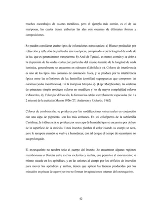 42
muchos escarabajos de colores metálicos, pero el ejemplo más común, es el de las
mariposas, las cuales tienen cubiertas las alas con escamas de diferentes formas y
composiciones.
Se pueden considerar cuatro tipos de coloraciones estructurales: a) Blanco producido por
refracción y reflexión de partículas microscópicas, comparadas con la longitud de onda de
la luz, que es generalmente transparente, b) Azul de Tyndall, es menos común y se debe a
la dispersión de las ondas cortas por partículas del mismo tamaño de la longitud de onda
lumínica, generalmente se encuentra en odonatos (Libélulas). c), Colores de interferencia
es uno de los tipos más comunes de coloración física, y se produce por la interferencia
óptica entre las reflexiones de las laminillas (costillas) superpuestas que componen las
escamas (sedas modificadas). En la mariposa Morpho sp. (Lep: Morphoidae), las costillas
de estructura simple producen colores no metálicos y los de mayor complejidad colores
iridiscentes, d), Color por difracción, lo forman las estrías estrechamente espaciadas (de 1 a
2 micras) de la cutícula (Mason 1926-/27; Anderson y Richards, 1962)
Colores de combinación; se producen por las modificaciones estructurales en conjunción
con una capa de pigmento, son los más comunes, En los coleópteros de la subfamilia
Casidinae, la iridiscencia se produce por una capa de humedad que se encuentra por debajo
de la superficie de la cutícula. Estos insectos pierden el color cuando su cuerpo se seca,
pero lo recupera cuando se vuelve a humedecer, con tal de que el tiempo de secamiento no
sea prolongado.
El exoesqueleto no recubre todo el cuerpo del insecto. Se encuentran algunas regiones
membranosas o blandas entre ciertos escleritos y anillos, que permiten el movimiento; lo
mismo sucede en los apéndices, y en las uniones al cuerpo por los orificios de inserción
para mover los apéndices y anillos, tienen que aplicar las fuerzas producidas por los
músculos en piezas de agarre por eso se forman invaginaciones internas del exoesqueleto.
 