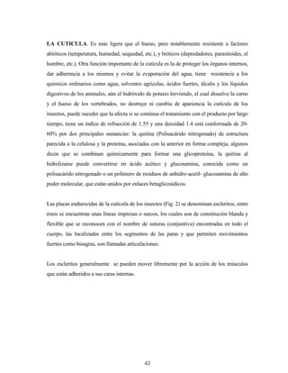 43
LA CUTICULA. Es más ligera que el hueso, pero notablemente resistente a factores
abióticos (temperatura, humedad, sequedad, etc.), y bióticos (depredadores, parasitoides, el
hombre, etc.). Otra función importante de la cutícula es la de proteger los órganos internos,
dar adherencia a los mismos y evitar la evaporación del agua, tiene resistencia a los
químicos ordinarios como agua, solventes agrícolas, ácidos fuertes, álcalis y los líquidos
digestivos de los animales, aún el hidróxido de potasio hirviendo, el cual disuelve la carne
y el hueso de los vertebrados, no destruye ni cambia de apariencia la cutícula de los
insectos, puede suceder que la afecta si se continua el tratamiento con el producto por largo
tiempo, tiene un índice de refracción de 1.55 y una densidad 1.4 está conformada de 20-
60% por dos principales sustancias: la quitina (Polisacárido nitrogenado) de estructura
parecida a la celulosa y la proteína, asociadas con la anterior en forma compleja, algunos
dicen que se combinan químicamente para formar una glicoproteína, la quitina al
hidrolizarse puede convertirse en ácido acético y glucosamina, conocida como un
polisacárido nitrogenado o un polímero de residuos de anhídro-acetil- glucosamina de alto
poder molecular, que están unidos por enlaces betaglicosídicos.
Las placas endurecidas de la cutícula de los insectos (Fig. 2) se denominan escleritos, entre
éstos se encuentran unas líneas impresas o surcos, los cuales son de constitución blanda y
flexible que se reconocen con el nombre de suturas (conjuntiva) encontradas en todo el
cuerpo, las localizadas entre los segmentos de las patas y que permiten movimientos
fuertes como bisagras, son llamadas articulaciones.
Los escleritos generalmente se pueden mover libremente por la acción de los músculos
que están adheridos a sus caras internas.
 