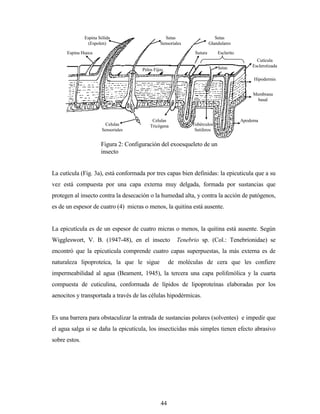 44
La cutícula (Fig. 3a), está conformada por tres capas bien definidas: la epicuticula que a su
vez está compuesta por una capa externa muy delgada, formada por sustancias que
protegen al insecto contra la desecación o la humedad alta, y contra la acción de patógenos,
es de un espesor de cuatro (4) micras o menos, la quitina está ausente.
La epicutícula es de un espesor de cuatro micras o menos, la quitina está ausente. Según
Wiggleswort, V. B. (1947-48), en el insecto Tenebrio sp. (Col.: Tenebrionidae) se
encontró que la epicuticula comprende cuatro capas superpuestas, la más externa es de
naturaleza lipoproteíca, la que le sigue de moléculas de cera que les confiere
impermeabilidad al agua (Beament, 1945), la tercera una capa polifenólica y la cuarta
compuesta de cuticulina, conformada de lípidos de lipoproteínas elaboradas por los
aenocitos y transportada a través de las células hipodérmicas.
Es una barrera para obstaculizar la entrada de sustancias polares (solventes) e impedir que
el agua salga si se daña la epicutícula, los insecticidas más simples tienen efecto abrasivo
sobre estos.
Figura 2: Configuración del exoesqueleto de un
insecto
Espina Hueca
Espina Sólida
(Espolen)
Setas
Sensoriales
Setas
Glandulares
Pelos Fijos
Sutura Esclerito
Cutícula
Esclerotizada
Hipodermis
Membrana
basal
Apodema
Tubérculos
Setiferos
Celulas
Tricógena
s
Celulas
Sensoriales
Setas
 