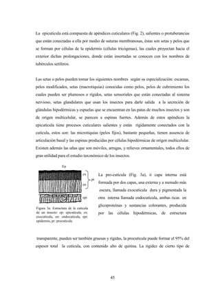 45
La pro-cutícula (Fig. 3a), ó capa interna está
formada por dos capas, una externa y a menudo más
oscura, llamada exocutícula dura y pigmentada la
otra interna llamada endocutícula, ambas ricas en
glicoproteínas y sustancias colorantes, producida
por las células hipodérmicas, de estructura
homogénea y
La epicutícula está compuesta de apéndices cuticulares (Fig. 2), salientes o protuberancias
que están conectadas a ella por medio de suturas membranosas, éstas son setas y pelos que
se forman por células de la epidermis (células tricógenas), las cuales proyectan hacia el
exterior dichas prolongaciones, donde están insertadas se conocen con los nombres de
tubérculos setíferos.
Las setas o pelos pueden tomar los siguientes nombres según su especialización: escamas,
pelos modificados, setas (macrotiquias) conocidas como pelos, pelos de cubrimiento los
cuales pueden ser plumosos o rígidos, setas sensoriales que están conectadas al sistema
nervioso, setas glandulares que usan los insectos para darle salida a la secreción de
glándulas hipodérmicas y espuelas que se encuentran en las patas de muchos insectos y son
de origen multicelular, se parecen a espinas fuertes. Además de estos apéndices la
epicutícula tiene procesos cuticulares salientes y están rígidamente conectados con la
cutícula, estos son: las microtiquias (pelos fijos), bastante pequeñas, tienen ausencia de
articulación basal y las espinas producidas por células hipodérmicas de origen multicelular.
Existen además las uñas que son móviles, arrugas, y relieves ornamentales, todos ellos de
gran utilidad para el estudio taxonómico de los insectos.
transparente, pueden ser también gruesas y rígidas, la procutícula puede formar el 95% del
espesor total la cutícula, con contenido alto de quitina. La rigidez de cierto tipo de
epi
Ep
Figura 3a: Estructura de la cutícula
de un insecto: ep: epicutícula, ex:
exocutícula, en: endocutícula, epi:
epidermis, pr: procutícula.
ex
en
pr
 