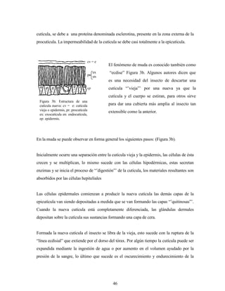 46
cutícula, se debe a una proteína denominada esclerotina, presente en la zona externa de la
procutícula. La impermeabilidad de la cutícula se debe casi totalmente a la epicutícula.
En la muda se puede observar en forma general los siguientes pasos: (Figura 3b).
Inicialmente ocurre una separación entre la cutícula vieja y la epidermis, las células de ésta
crecen y se multiplican, lo mismo sucede con las células hipodérmicas, estas secretan
enzimas y se inicia el proceso de “’digestión”’ de la cutícula, los materiales resultantes son
absorbidos por las células hepiteliales
Las células epidermales comienzan a producir la nueva cutícula las demás capas de la
epicutícula van siendo depositadas a medida que se van formando las capas “’quitinosas”’.
Cuando la nueva cutícula está completamente diferenciada, las glándulas dermales
depositan sobre la cutícula sus sustancias formando una capa de cera.
Formada la nueva cutícula el insecto se libra de la vieja, esto sucede con la ruptura de la
“línea ecdisial” que extiende por el dorso del tórax. Por algún tiempo la cutícula puede ser
expandida mediante la ingestión de agua o por aumento en el volumen ayudado por la
presión de la sangre, lo último que sucede es el oscurecimiento y endurecimiento de la
El fenómeno de muda es conocido también como
“ecdise” Figura 3b. Algunos autores dicen que
es una necesidad del insecto de descartar una
cutícula “’vieja”’ por una nueva ya que la
cutícula y el cuerpo se estiran, para otros sirve
para dar una cubierta más amplia al insecto tan
extensible como la anterior.
cv = e
pr
ex
en
ep
Figura 3b: Estructura de una
cutícula nueva: cv = e: cutícula
vieja o epidermis, pr: procutícula
ex: exocutícula en: endocutícula,
ep: epidermis.
 