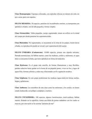 49
Clase Demospongiae: Esponjas coloreadas, con espículas silícicas en número de ocho sin
eje o axón, pero con soportes.
FILUM MESOZOA. 50 especies, parásitas de invertebrados marinos, se transportan con
apéndices ciliados, son de talla pequeña y formas simples.
Clase Ortonectidos: Tallas pequeñas, cuerpo segmentado, tienen un orificio en la mitad
del cuerpo por donde penetran los espermatozoides.
Clase Diciemidos: No segmentados, se encuentran en la orina de los pulpos, tienen larvas
ciliadas, su reproducción puede ser sexual o por segmentación del cuerpo.
FILUM CNIDARIA (Coelenterata). 10.000 especies, poseen una cápsula urticante,
llamada nematocistos; de hábitat marino, como las medusas, corales y anémonas, en agua
dulce se encuentra la hidra, que tiene apéndices en forma de tentáculos.
Clase Hydrozoa: Es el grupo más sencillo, de formas filamentosas y muy flexibles,
pueden reducirse hasta quedar en la forma de un pequeño punto, viven en ríos y lagos de
aguas frías, forman colonias y están muy relacionadas con la vegetación acuática.
Clase Sciphozoa: En este grupo predominan las medusas (agua-mala) de formas anchas,
largas y gelatinosas.
Clase Anthozoa: Los miembros de esta clase como las anémonas y los corales, no tienen
estado medusoide; son pólipos complejos y marinos.
FILUM CTENOPHORA. 100 especies, algunos luminiscentes, (azul-verdosa), hábitat
marino, flotando en la superficie, tienen una hilera de peines nadadores con los cuales se
mueven, por esta razón se les nomina "peinetas de mar"
 