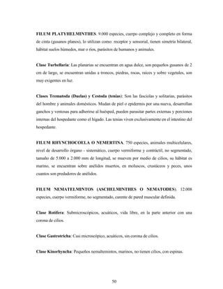 50
FILUM PLATYHELMINTHES. 9.000 especies, cuerpo complejo y completo en forma
de cinta (gusanos planos), lo utilizan como: receptor y sensorial, tienen simetría bilateral,
hábitat suelos húmedos, mar o ríos, parásitos de humanos y animales.
Clase Turbellaria: Las planarias se encuentran en agua dulce, son pequeños gusanos de 2
cm de largo, se encuentran unidas a troncos, piedras, rocas, raíces y sobre vegetales, son
muy exigentes en luz.
Clases Trematoda (Duelas) y Cestoda (tenias): Son las fasciolas y solitarias, parásitos
del hombre y animales domésticos. Mudan de piel o epidermis por una nueva, desarrollan
ganchos y ventosas para adherirse al huésped, pueden parasitar partes externas y porciones
internas del hospedante como el hígado. Las tenias viven exclusivamente en el intestino del
hospedante.
FILUM RHYNCHOCOELA O NEMERTINA. 750 especies, animales multicelulares,
nivel de desarrollo órgano - sistemático, cuerpo vermiforme y contráctil, no segmentado,
tamaño de 5.000 a 2.000 mm de longitud, se mueven por medio de cilios, su hábitat es
marino, se encuentran sobre anélidos muertos, en moluscos, crustáceos y peces, unos
cuantos son predadores de anélidos.
FILUM NEMATELMINTOS (ASCHELMINTHES O NEMATODES). 12.008
especies, cuerpo vermiforme, no segmentado, carente de pared muscular definida.
Clase Rotífera: Submicroscópicos, acuáticos, vida libre, en la parte anterior con una
corona de cilios.
Clase Gastrotricha: Casi microscópico, acuáticos, sin corona de cilios.
Clase Kinorhyncha: Pequeños nemaltemintos, marinos, no tienen cilios, con espinas.
 