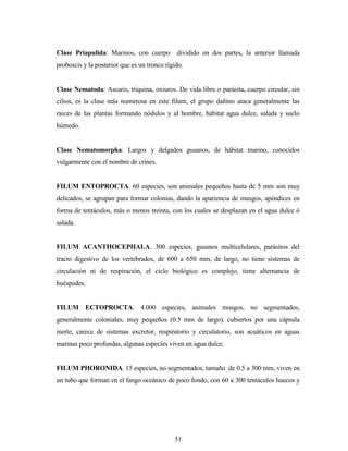 51
Clase Priapulida: Marinos, con cuerpo dividido en dos partes, la anterior llamada
proboscis y la posterior que es un tronco rígido.
Clase Nematoda: Ascaris, triquina, oxiuros. De vida libre o parásita, cuerpo circular, sin
cilios, es la clase más numerosa en este filum, el grupo dañino ataca generalmente las
raíces de las plantas formando nódulos y al hombre, hábitat agua dulce, salada y suelo
húmedo.
Clase Nematomorpha: Largos y delgados gusanos, de hábitat marino, conocidos
vulgarmente con el nombre de crines.
FILUM ENTOPROCTA. 60 especies, son animales pequeños hasta de 5 mm son muy
delicados, se agrupan para formar colonias, dando la apariencia de musgos, apéndices en
forma de tentáculos, más o menos treinta, con los cuales se desplazan en el agua dulce ó
salada.
FILUM ACANTHOCEPHALA. 300 especies, gusanos multicelulares, parásitos del
tracto digestivo de los vertebrados, de 600 a 650 mm, de largo, no tiene sistemas de
circulación ni de respiración, el ciclo biológico es complejo, tiene alternancia de
huéspedes.
FILUM ECTOPROCTA. 4.000 especies, animales musgos, no segmentados,
generalmente coloniales, muy pequeños (0.5 mm de largo), cubiertos por una cápsula
inerte, carece de sistemas excretor, respiratorio y circulatorio, son acuáticos en aguas
marinas poco profundas, algunas especies viven en agua dulce.
FILUM PHORONIDA. 15 especies, no segmentados, tamaño de 0.5 a 300 mm, viven en
un tubo que forman en el fango oceánico de poco fondo, con 60 a 300 tentáculos huecos y
 