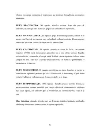 52
ciliados, con sangre compuesta de corpúsculos que contienen hemoglobina, son marinos
sedentarios.
FILUM BRACHIOPODA. 260 especies, animales marinos, tienen dos pares de
tentáculos, se asemejan a los moluscos, grupos con formas fósiles importantes.
FILUM SIPHUNCULOIDEA. 250 especies, grupo de animales pequeños, habitan en la
arena o en el barro de los mares de poca profundidad, en la parte anterior del cuerpo posee
un fleco de tentáculos ciliados, las larvas son del tipo trocófora.
FILUM CHAETOGNATA. 50 especies, gusanos en forma de flecha, con cuerpos
pequeños (30-100 mm), transparentes, presentan una o más aletas laterales dirigidas
horizontalmente y una caudal, el cuerpo puede dividirse en tres segmentos: cabeza, tronco
y región pos anal. Tiene ojos (ocelos) y cerdas sensitivas, son marinos y generalmente se
encuentran en el plancton.
FILUM POGONOPHORA. 80 especies, vermiforme, sin tracto digestivo; el cuerpo se
divide en tres segmentos, prosoma que lleva 200 tentáculos, el mesosoma y el gran tronco
posterior; habitan en perforaciones en el mar, son sésiles en el fango.
FILUM ECHINODERMATA. 5.380 especies, llamados erizos y estrellas de mar, no
son segmentadas, tamaños hasta 800 mm, cuerpo cubierto de placas calcáreas móviles o
fijas y con espinas, con tentáculos para la locomoción, sin sistema excretor, viven en el
mar.
Clase Crinoidea: Llamados lirios del mar, son de cuerpo simétrico, tentáculos ramificados
tubulares y sin ventosas, cuerpo cubierto de espinas o pedicelos.
 