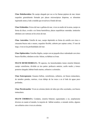 53
Clase Holothuroidea: De cuerpo alargado por eso se les llaman pepinos de mar, tienen
esqueleto generalmente formado por placas microscópicas dispersas, se alimentan
ingiriendo arena y lodo a medida que revuelven el fondo del mar.
Clase Echinoidea: Erizos del mar o galletas de mar, viven en medio de la arena, cuerpo en
forma de disco, ovoide o en forma hemisférica, placas esqueléticas suturadas, tentáculos
tubulares con ventosas en los erizos de mar.
Clase Asteroidea: Estrella de mar, cuerpo deprimido en forma de estrella con cinco o
cincuenta brazos más o menos, esqueleto flexible, cubierto por espinas cortas, 15 mm de
largo, viven en las profundidades del mar.
Clase Ophiuroidea: Estrellas frágiles, cuerpo con un pequeño disco redondeado con cinco
brazos flexibles, tubulares en dos hileras, su hábitat es el mar.
FILUM HEMICHORDATA. 90 especies, los hemichordados tienen simetría bilateral,
cuerpo vermiforme, dividido en tres partes: proboscis anterior, cuello medio y tronco
posterior alargado; hábitat fondo marino, solitarios o coloniales.
Clase Enteropneusta: Gusanos bellota, vermiformes, solitarios, sin brazos tentaculares,
de tamaños grandes, marinos, viven debajo de las rocas o en el lodo de aguas poco
profundas.
Clase Pterobranchia: Viven en colonias dentro de tubos por ellos secretados, con brazos
tentaculares.
FILUM CHORDATA. Cordados, simetría bilateral, segmentados o no, ampliamente
diversos en cuanto al tamaño, la mayoría de hábitat acuático, a menudo sésiles, algunos
son solitarios otros viven en colonias.
 