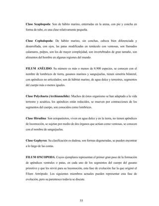 55
Clase Scaphopoda: Son de hábito marino, enterradas en la arena, con pie y concha en
forma de tubo, es una clase relativamente pequeña.
Clase Cephalopoda: De hábito marino, sin conchas, cabeza bien diferenciada y
desarrollada, con ojos, las patas modificadas en tentáculo con ventosas, son llamados
calamares, pulpos, son los de mayor complejidad, son invertebrados de gran tamaño, son
alimentos del hombre en algunas regiones del mundo.
FILUM ANÉLIDO. Su número es más o menos de 8.900 especies, se conocen con el
nombre de lombrices de tierra, gusanos marinos y sanguijuelas, tienen simetría bilateral,
con apéndices no articulados; son de hábitat marino, de agua dulce y terrestres, segmentos
del cuerpo más o menos iguales.
Clase Polychaeta (Archiannelida): Muchos de éstos organismo se han adaptado a la vida
terrestre y acuática, los apéndices están reducidos, se mueven por contracciones de los
segmentos del cuerpo, son conocidos como lombrices.
Clase Hirudina: Son ectoparásitos, viven en agua dulce y en la tierra, no tienen apéndices
de locomoción, se sujetan por medio de dos órganos que actúan como ventosas, se conocen
con el nombre de sanguijuelas.
Clase Gephyrea: Su clasificación es dudosa, son formas degeneradas, se pueden encontrar
a lo largo de las costas.
FILUM ONCOPODA. Cuyos ejemplares representan el primer gran paso de la formación
de apéndices ventrales o patas, en cada uno de los segmentos del cuerpo del gusano
primitivo y que les sirvió para su locomoción, esta fase de evolución fue la que originó el
Filum Artrópodo. Los siguientes miembros actuales pueden representar esta fase de
evolución, pero su parentesco todavía se discute.
 