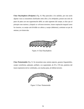 56
Clase Onychophora (Peripatus) (Fig. 4). Muy parecidos a los anélidos, por esta razón
algunas veces se encuentran clasificados entre ellos y los artrópodos, poseen una serie de
pares de patas con una segmentación débil, en cada segmento del cuerpo, se dice que al
principio eran marinos y después se volvieron terrestres, tienen respiración traqueal como
los insectos, su cuerpo está dividido en cabeza y cuerpo (abdomen), contienen un par de
antenas y no tienen alas.
Clase Pentastomida (Fig. 5). Se encuentran unas setenta especies, gusanos linguatulidos,
cuerpo vermiforme, aplanado, anillado y no segmentado, de 20 a 130 mm, parásitos del
tracto respiratorio de los vertebrados, con muchas patas, de hábitat terrestre.
Figura. 4: Clase Onychophora
Figura. 5: Clase Pentastomida
 