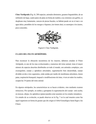 57
Clase Tardígrada (Fig. 6). 280 especies, animales diminutos, gusanos linguatulidos, de un
milímetro de largo, cuatro pares de patas en forma de muñón y sus extremos con garfios, se
desplazan muy lentamente, carecen de piezas bucales, su hábitat puede ser en el mar o en
agua dulce, prendidos de los musgos o líquenes, (no tienen alas), se asemejan a los ácaros,
poco conocidos.
CLASES DEL FILUM ARTRÓPODO.
Para reconocer la ubicación taxonómica de los insectos, debemos estudiar el Filum
Artrópodo, es uno de los mas evolucionados y numeroso del reino animal, tiene el mayor
número de especies descritas distribuidos en todo el mundo, son animales complejos, con
exoesqueleto, cuerpo y apéndices articulados, segmentación bien desarrollada, cuerpo
dividido en dos o tres segmentos, están unidas por medio de membranas articulares, tienen
patas, respiración branquial, traqueal o modificaciones de éstas, viven en todos los medios,
ocupan las 3/4 partes del reino animal.
En algunos artrópodos, las características no se hacen evidentes, sino mediante examen
minucioso, Por ejemplo, en arañas y garrapatas la segmentación del cuerpo está oculta;
en moscas, abejas, los apéndices (patas) pueden estar ausentes en los estados inmaduros.
Un estudio de su evolución, se puede observar en la Fig. 7 en la cual muestra como fue
aquel organismo en forma de gusano que dio origen al Arbol Genealógico hasta llegar a las
Clases:
Figura 6: Clase Tardígrada.
 