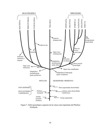 58
ARACHNOIDEA MIRIAPODO
S
Pulmones
laminares o
traqueas
Branquias
Araña de mar
Especies
desaparecidos
Súper clase
trilobitamorfa
Subphyllum
pararthropoda
(patas falsas)
Dos pares
de antenas
Tórax
trisegmentado
desarrollado
Patas de
tronco
conservadas
Cabeza insectil
desarrollada
Súper clase mandibulata
Súper clase
chelicerata
Subphyllum
protarthropoda
(patas primitivas)
Patas segmentadas desarrolladas
Antenas, patas desarrolladas
(lobiformes)
Cuerpo segmentado
PHYLUM ARTROPODO PRIMITIVO
ONYCHOPHORA
PENTASTOMIDA
TARDIGRADA
Phyllum
oncopoda
Anélido
ancestral
(lombriz)
Subphyllum Eurthropoda
(patas verdaderas)
Figura 7: Árbol genealógico supuesto de las clases más importante del Phyllum
Artrópodo
 