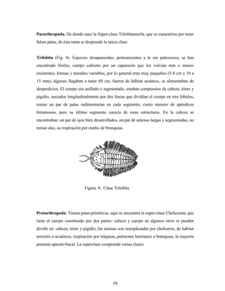59
Pararthropoda. De donde nace la Súper-clase Trilobitamorfa, que se caracteriza por tener
falsas patas, de ésta rama se desprende la única clase:
Trilobita (Fig. 8). Especies desaparecidas, pertenecientes a la era paleozoica, se han
encontrado fósiles, cuerpo cubierto por un caparazón que los volvían más o menos
resistentes, formas y tamaños variables, por lo general eran muy pequeños (5-8 cm y 10 a
15 mm), algunos llegaban a tener 60 cm, fueron de hábitat acuático, se alimentaban de
desperdicios. El cuerpo era anillado o segmentado, estaban compuestos de cabeza, tórax y
pigidio, surcados longitudinalmente por dos líneas que dividían el cuerpo en tres lóbulos,
tenían un par de patas rudimentarias en cada segmento, cierto número de apéndices
birramosos, pero su último segmento carecía de estas estructuras. En la cabeza se
encontraban: un par de ojos bien desarrollados, un par de antenas largas y segmentadas, no
tenían alas, su respiración por medio de branquias.
Protarthropoda: Tienen patas primitivas, aquí se encuentra la super-clase Chelicerata, que
tiene el cuerpo constituido por dos partes: cabeza y cuerpo en algunos otros se pueden
dividir en: cabeza, tórax y pigidio, las antenas son reemplazadas por cheliceros, de hábitat
terrestre o acuáticos, respiración por tráqueas, pulmones laminares o branquias, la mayoría
presenta aparato bucal. La superclase comprende varias clases:
Figura. 8: Clase Trilobita
 