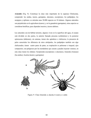 60
Arácnido (Fig. 9). Constituye la clase más importante de la superase Chelicerata,
comprende: las arañas, ácaros, garrapatas, alacranes, escorpiones, los pedipalpos, los
uropigios y opilones; se calculan unas 30.000 especies en 10 órdenes. Algunos arácnidos
son perjudiciales en la agricultura (ácaros), y en la ganadería (garrapatas), otras especies se
consideran benéficas, pues depredan insectos y ácaros dañinos.
Los arácnidos son de hábitat terrestre, algunos viven en la superficie del agua, el cuerpo
está dividido en dos partes, la anterior llamada prosoma (cefalotórax) y la posterior
opistosoma (abdomen), sin antenas, tienen dos apéndices o cheliceros; la presencia de
pelos sensoriales los diferencia de otros artrópodos, los pedipalpos también son algo
chelicerados, tienen cuatro pares de patas, su respiración es pulmonar o traqueal, ojos
compuestos, son peligrosos por las mordeduras que causan y pueden inyectar venenos, en
esta clase tienen los órdenes: Scorpionida (escorpiones o alacranes), Araneida (Araneae)
(las arañas), Acarina (ácaros y garrapatas)
Figura. 9: Clase Arácnida: a: alacrán, b: ácaro y c: araña
b
a
c
 