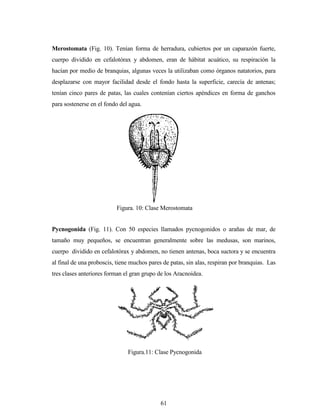 61
Merostomata (Fig. 10). Tenían forma de herradura, cubiertos por un caparazón fuerte,
cuerpo dividido en cefalotórax y abdomen, eran de hábitat acuático, su respiración la
hacían por medio de branquias, algunas veces la utilizaban como órganos natatorios, para
desplazarse con mayor facilidad desde el fondo hasta la superficie, carecía de antenas;
tenían cinco pares de patas, las cuales contenían ciertos apéndices en forma de ganchos
para sostenerse en el fondo del agua.
Pycnogonida (Fig. 11). Con 50 especies llamados pycnogonidos o arañas de mar, de
tamaño muy pequeños, se encuentran generalmente sobre las medusas, son marinos,
cuerpo dividido en cefalotórax y abdomen, no tienen antenas, boca suctora y se encuentra
al final de una proboscis, tiene muchos pares de patas, sin alas, respiran por branquias. Las
tres clases anteriores forman el gran grupo de los Aracnoidea.
Figura. 10: Clase Merostomata
Figura.11: Clase Pycnogonida
 