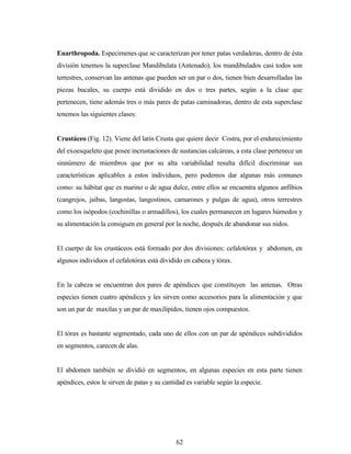 62
Euarthropoda. Especimenes que se caracterizan por tener patas verdaderas, dentro de ésta
división tenemos la superclase Mandibulata (Antenado), los mandibulados casi todos son
terrestres, conservan las antenas que pueden ser un par o dos, tienen bien desarrolladas las
piezas bucales, su cuerpo está dividido en dos o tres partes, según a la clase que
pertenecen, tiene además tres o más pares de patas caminadoras, dentro de esta superclase
tenemos las siguientes clases:
Crustáceo (Fig. 12). Viene del latín Crusta que quiere decir Costra, por el endurecimiento
del exoesqueleto que posee incrustaciones de sustancias calcáreas, a esta clase pertenece un
sinnúmero de miembros que por su alta variabilidad resulta difícil discriminar sus
características aplicables a estos individuos, pero podemos dar algunas más comunes
como: su hábitat que es marino o de agua dulce, entre ellos se encuentra algunos anfibios
(cangrejos, jaibas, langostas, langostinos, camarones y pulgas de agua), otros terrestres
como los isópodos (cochinillas o armadillos), los cuales permanecen en lugares húmedos y
su alimentación la consiguen en general por la noche, después de abandonar sus nidos.
El cuerpo de los crustáceos está formado por dos divisiones: cefalotórax y abdomen, en
algunos individuos el cefalotórax está dividido en cabeza y tórax.
En la cabeza se encuentran dos pares de apéndices que constituyen las antenas. Otras
especies tienen cuatro apéndices y les sirven como accesorios para la alimentación y que
son un par de maxilas y un par de maxilípidos, tienen ojos compuestos.
El tórax es bastante segmentado, cada uno de ellos con un par de apéndices subdivididos
en segmentos, carecen de alas.
El abdomen también se dividió en segmentos, en algunas especies en esta parte tienen
apéndices, estos le sirven de patas y su cantidad es variable según la especie.
 