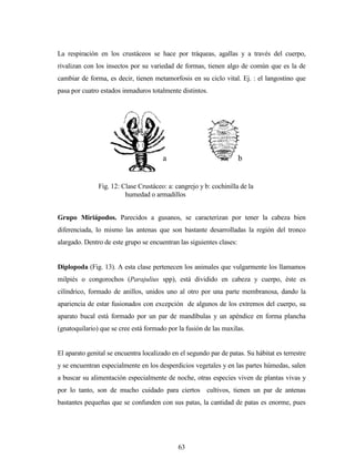 63
La respiración en los crustáceos se hace por tráqueas, agallas y a través del cuerpo,
rivalizan con los insectos por su variedad de formas, tienen algo de común que es la de
cambiar de forma, es decir, tienen metamorfosis en su ciclo vital. Ej. : el langostino que
pasa por cuatro estados inmaduros totalmente distintos.
Grupo Miriápodos. Parecidos a gusanos, se caracterizan por tener la cabeza bien
diferenciada, lo mismo las antenas que son bastante desarrolladas la región del tronco
alargado. Dentro de este grupo se encuentran las siguientes clases:
Diplopoda (Fig. 13). A esta clase pertenecen los animales que vulgarmente los llamamos
milpiés o congorochos (Parajulius spp), está dividido en cabeza y cuerpo, éste es
cilíndrico, formado de anillos, unidos uno al otro por una parte membranosa, dando la
apariencia de estar fusionados con excepción de algunos de los extremos del cuerpo, su
aparato bucal está formado por un par de mandíbulas y un apéndice en forma plancha
(gnatoquilario) que se cree está formado por la fusión de las maxilas.
El aparato genital se encuentra localizado en el segundo par de patas. Su hábitat es terrestre
y se encuentran especialmente en los desperdicios vegetales y en las partes húmedas, salen
a buscar su alimentación especialmente de noche, otras especies viven de plantas vivas y
por lo tanto, son de mucho cuidado para ciertos cultivos, tienen un par de antenas
bastantes pequeñas que se confunden con sus patas, la cantidad de patas es enorme, pues
Fig. 12: Clase Crustáceo: a: cangrejo y b: cochinilla de la
humedad o armadillos
a b
 
