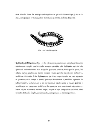 64
estos animales tienen dos pares por cada segmento en que se divide su cuerpo, (carecen de
alas), su respiración es traqueal, al ser molestados se enrollan en forma de espiral.
Quilópodos (Chilópodos). (Fig. 14). En esta clase se encuentra un animal que llamamos
comúnmente ciempiés o escolopendra, son muy parecidos a los diplópodos pero son más
aplanados horizontalmente, más peligrosos por tener entre el primer par de patas y la
cabeza, ciertos ganchos que pueden inyectar veneno, pero la mayoría son inofensivos,
también se diferencian de los diplópodos en que tienen un par de patas por cada segmento
en que se divide su cuerpo, el aparato genital se encuentra en el penúltimo segmento, de
hábitat terrestre, nocturnos, en el día se mantienen ocultos entre la madera podrida o
semihúmeda, se encuentran también en los desiertos, son generalmente depredadores,
tienen un par de antenas bastantes largas, un par de ojos compuestos los cuales están
formados de facetas simples, carecen de alas, su respiración la efectúan por tubos.
Fig. 13: Clase Diplopoda
 