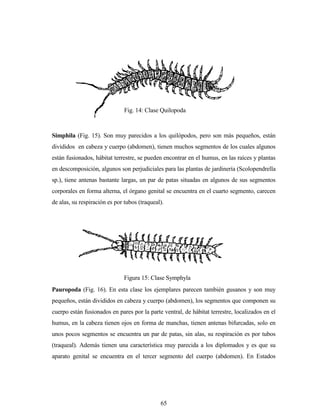 65
Simphila (Fig. 15). Son muy parecidos a los quilópodos, pero son más pequeños, están
divididos en cabeza y cuerpo (abdomen), tienen muchos segmentos de los cuales algunos
están fusionados, hábitat terrestre, se pueden encontrar en el humus, en las raíces y plantas
en descomposición, algunos son perjudiciales para las plantas de jardinería (Scolopendrella
sp.), tiene antenas bastante largas, un par de patas situadas en algunos de sus segmentos
corporales en forma alterna, el órgano genital se encuentra en el cuarto segmento, carecen
de alas, su respiración es por tubos (traqueal).
Pauropoda (Fig. 16). En esta clase los ejemplares parecen también gusanos y son muy
pequeños, están divididos en cabeza y cuerpo (abdomen), los segmentos que componen su
cuerpo están fusionados en pares por la parte ventral, de hábitat terrestre, localizados en el
humus, en la cabeza tienen ojos en forma de manchas, tienen antenas bifurcadas, solo en
unos pocos segmentos se encuentra un par de patas, sin alas, su respiración es por tubos
(traqueal). Además tienen una característica muy parecida a los diplomados y es que su
aparato genital se encuentra en el tercer segmento del cuerpo (abdomen). En Estados
Fig. 14: Clase Quilopoda
Figura 15: Clase Symphyla
 