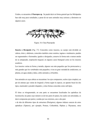 66
Unidos, se encuentra el Pauropus sp. Se puede decir en forma general que los Miriápodos
han sido muy poco estudiados, a pesar de ser unos animales muy curiosos y diminutos en
algunos casos.
Insecta o Hexápodo (Fig. 17). Conocidos como insectos, su cuerpo está dividido en
cabeza, tórax y abdomen, conocidos también como somitos, tagmas o metámeros, pueden
ser segmentados o fusionados, iguales o desiguales, conserva la forma más o menos anular
de su antepasado, respiración traqueal, en algunos casos branquial como en los insectos
acuáticos.
Los insectos varían en forma y tamaño, algunos son más pequeños que los protozoarios y
más grandes que los vertebrados más pequeños; viven en gran variedad de condiciones, en
plantas, en agua salada y dulce, sobre animales y el hombre.
Son animales en cuya cabeza se encuentran: los ojos compuestos, ocelos (ojos simples), un
par de antenas que varían de longitud y forma según la especie, un aparato bucal de dos
tipos, masticador y picador chupador, y otras formas conocidas como sub-tipos.
El tórax es trisegmentado, en esta parte se encuentran localizados los apéndices de
locomoción, las patas cuyo número es de tres pares (6 patas), las cuales son articuladas, es
decir compuestas por partes y unidas por sus extremos, uno o dos pare
s de alas de diferentes tipos de estructura (Pterigotos), algunas órdenes carecen de estos
apéndices (Ápteros), por ejemplo, Protura, Collembola, Diplura y Thysanura, otros
Figura. 16: Clase Pauropoda
 