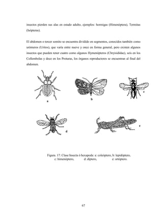 67
insectos pierden sus alas en estado adulto, ejemplos: hormigas (Himenóptera), Termitas
(Isópteras).
El abdomen o tercer somito se encuentra dividido en segmentos, conocidos también como
urómeros (Uritos), que varía entre nueve y once en forma general, pero existen algunos
insectos que pueden tener cuatro como algunos Hymenópteros (Chryisididae), seis en los
Collembolas y doce en los Proturas, los órganos reproductores se encuentran al final del
abdomen.
Fi Figura. 17: Clase Insecta ó hexapoda: a: coleóptero, b: lepidóptero,
c: himenóptero, d: díptero, e: ortóptero.
a
b
c
d
e
 