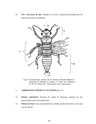 69
2.5 Uno o dos pares de alas. Situadas en el tórax, característica principal que los
diferencia de otros invertebrados.
3. MORFOLOGÍA INTERNA O ANATOMÍA (Fig. 19).
3.1 Sistema respiratorio: funciona por medio de branquias, tráqueas (la más
generalizada), o por sacos pulmonares.
3.2 Sistema nervioso: muy especializados los sentidos pueden encontrarse en los ojos
o en las antenas.
Fig.18: Características externas de los insectos: Simetría bilateral: I:
Izquierdo, D: Derecho, C: Cabeza, T: Tórax, Ab: Abdomen,
P1, P2, P3: Patas, AL1: Ala anterior y AL2: ala posterior
I
D
a
I
T
Ab
p1
al1
al2
p2
p3
C
D
 