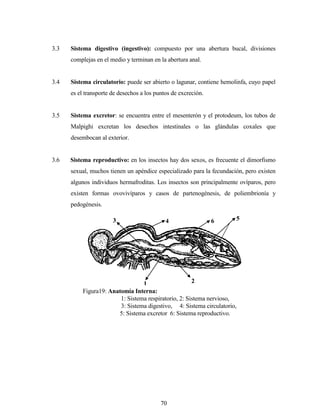 70
3.3 Sistema digestivo (ingestivo): compuesto por una abertura bucal, divisiones
complejas en el medio y terminan en la abertura anal.
3.4 Sistema circulatorio: puede ser abierto o lagunar, contiene hemolinfa, cuyo papel
es el transporte de desechos a los puntos de excreción.
3.5 Sistema excretor: se encuentra entre el mesenterón y el protodeum, los tubos de
Malpighi excretan los desechos intestinales o las glándulas coxales que
desembocan al exterior.
3.6 Sistema reproductivo: en los insectos hay dos sexos, es frecuente el dimorfismo
sexual, muchos tienen un apéndice especializado para la fecundación, pero existen
algunos individuos hermafroditas. Los insectos son principalmente ovíparos, pero
existen formas ovovivíparos y casos de partenogénesis, de poliembrionía y
pedogénesis.
1 2
3 4 6 5
Figura19: Anatomía Interna:
1: Sistema respiratorio, 2: Sistema nervioso,
3: Sistema digestivo, 4: Sistema circulatorio,
5: Sistema excretor 6: Sistema reproductivo.
 