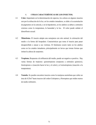 71
4. OTRAS CARACTERÍSTICAS DE LOS INSECTOS.
4.1 Color. Importante en la determinación de especies, los colores en algunos insectos
son por la refracción de la luz, en los estados inmaduros, se debe a la acumulación
de pigmentos en la cutícula, o en la hipodermis, en los adultos se deben a estímulos
externos como la temperatura, la humedad y la luz. El color puede señalar el
dimorfismo sexual.
4.2 Mimetismo. El insecto adopta una semejanza con otro animal, la coloración del
medio o la forma del hospedero. Características que toma el insecto para pasar
desapercibido o atacar a sus víctimas. El fenómeno ocurre tanto en los adultos
como en los estados inmaduros, principalmente en larvas que toman formas que
imitan la cabeza de serpientes.
4.3 Tropismo. Respuesta a la influencia del medio, puede ser negativa o positiva. Hay
varias formas de tropismo: quimotropismo (respuesta a estímulos químicos),
fototropismo o (reacción hacia la luz y el color) y el termotropismo (reacción a la
temperatura).
4.4 Tamaño. Se pueden encontrar insectos como la mariposa australiana que cubre un
área de 0.25m2
hasta insectos del orden Coleóptero y Homoptera que miden menos
de medio milímetro.
 