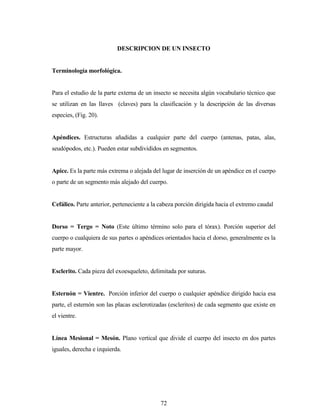 72
DESCRIPCION DE UN INSECTO
Terminología morfológica.
Para el estudio de la parte externa de un insecto se necesita algún vocabulario técnico que
se utilizan en las llaves (claves) para la clasificación y la descripción de las diversas
especies, (Fig. 20).
Apéndices. Estructuras añadidas a cualquier parte del cuerpo (antenas, patas, alas,
seudópodos, etc.). Pueden estar subdivididos en segmentos.
Apice. Es la parte más extrema o alejada del lugar de inserción de un apéndice en el cuerpo
o parte de un segmento más alejado del cuerpo.
Cefálico. Parte anterior, perteneciente a la cabeza porción dirigida hacia el extremo caudal
Dorso = Tergo = Noto (Este último término solo para el tórax). Porción superior del
cuerpo o cualquiera de sus partes o apéndices orientados hacia el dorso, generalmente es la
parte mayor.
Esclerito. Cada pieza del exoesqueleto, delimitada por suturas.
Esternón = Vientre. Porción inferior del cuerpo o cualquier apéndice dirigido hacia esa
parte, el esternón son las placas esclerotizadas (escleritos) de cada segmento que existe en
el vientre.
Línea Mesional = Mesón. Plano vertical que divide el cuerpo del insecto en dos partes
iguales, derecha e izquierda.
 