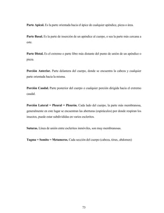 73
Parte Apical. Es la parte orientada hacia el ápice de cualquier apéndice, pieza o área.
Parte Basal. Es la parte de inserción de un apéndice al cuerpo, o sea la parte más cercana a
este.
Parte Distal. Es el extremo o parte libre más distante del punto de unión de un apéndice o
pieza.
Porción Anterior. Parte delantera del cuerpo, donde se encuentra la cabeza y cualquier
parte orientada hacia la misma.
Porción Caudal. Parte posterior del cuerpo o cualquier porción dirigida hacia el extremo
caudal.
Porción Lateral = Pleural = Pleurón. Cada lado del cuerpo, la parte más membranosa,
generalmente en este lugar se encuentran las aberturas (espiráculos) por donde respiran los
insectos, puede estar subdivididas en varios escleritos.
Suturas. Línea de unión entre escleritos inmóviles, son muy membranosas.
Tagma = Somito = Metameros. Cada sección del cuerpo (cabeza, tórax, abdomen)
 