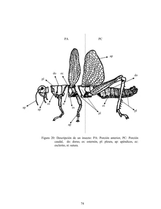 74
PA PC
ap
pl
do ec
ap
ap
es st
es
ap
pl
es
pl
do
Figura 20: Descripción de un insecto: PA: Porción anterior, PC: Porción
caudal, do: dorso, es: esternón, pl: pleura, ap: apéndices, ec:
esclerito, st: sutura.
 