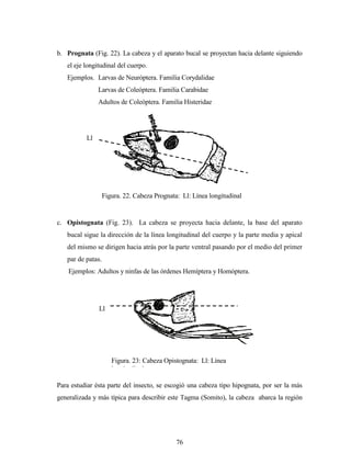 76
b. Prognata (Fig. 22). La cabeza y el aparato bucal se proyectan hacia delante siguiendo
el eje longitudinal del cuerpo.
Ejemplos. Larvas de Neuróptera. Familia Corydalidae
Larvas de Coleóptera. Familia Carabidae
Adultos de Coleóptera. Familia Histeridae
c. Opistognata (Fig. 23). La cabeza se proyecta hacia delante, la base del aparato
bucal sigue la dirección de la línea longitudinal del cuerpo y la parte media y apical
del mismo se dirigen hacia atrás por la parte ventral pasando por el medio del primer
par de patas.
Ejemplos: Adultos y ninfas de las órdenes Hemíptera y Homóptera.
Para estudiar ésta parte del insecto, se escogió una cabeza tipo hipognata, por ser la más
generalizada y más típica para describir este Tagma (Somito), la cabeza abarca la región
Ll
Figura. 22. Cabeza Prognata: Ll: Línea longitudinal
Ll
Figura. 23: Cabeza Opistognata: Ll: Línea
longitudinal
 