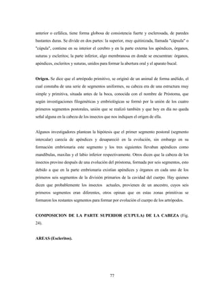 77
anterior o cefálica, tiene forma globosa de consistencia fuerte y esclerosada, de paredes
bastantes duras. Se divide en dos partes: la superior, muy quitinizada, llamada "cápsula" o
"cúpula", contiene en su interior el cerebro y en la parte externa los apéndices, órganos,
suturas y escleritos; la parte inferior, algo membranosa en donde se encuentran: órganos,
apéndices, escleritos y suturas, unidos para formar la abertura oral y el aparato bucal.
Origen. Se dice que el artrópodo primitivo, se originó de un animal de forma anélido, el
cual constaba de una serie de segmentos uniformes, su cabeza era de una estructura muy
simple y primitiva, situada antes de la boca, conocida con el nombre de Próstoma, que
según investigaciones filogenéticas y embriológicas se formó por la unión de los cuatro
primeros segmentos postorales, unión que se realizó también y que hoy en día no queda
señal alguna en la cabeza de los insectos que nos indiquen el origen de ella.
Algunos investigadores plantean la hipótesis que el primer segmento postoral (segmento
intercalar) carecía de apéndices y desapareció en la evolución, sin embargo en su
formación embrionaria este segmento y los tres siguientes llevaban apéndices como
mandíbulas, maxilas y el labio inferior respectivamente. Otros dicen que la cabeza de los
insectos provino después de una evolución del próstoma, formada por seis segmentos, esto
debido a que en la parte embrionaria existían apéndices y órganos en cada uno de los
primeros seis segmentos de la división primarios de la cavidad del cuerpo. Hay quienes
dicen que probablemente los insectos actuales, provienen de un ancestro, cuyos seis
primeros segmentos eran diferentes, otros opinan que en estas zonas primitivas se
formaron los restantes segmentos para formar por evolución el cuerpo de los artrópodos.
COMPOSICION DE LA PARTE SUPERIOR (CUPULA) DE LA CABEZA (Fig.
24).
AREAS (Escleritos).
 